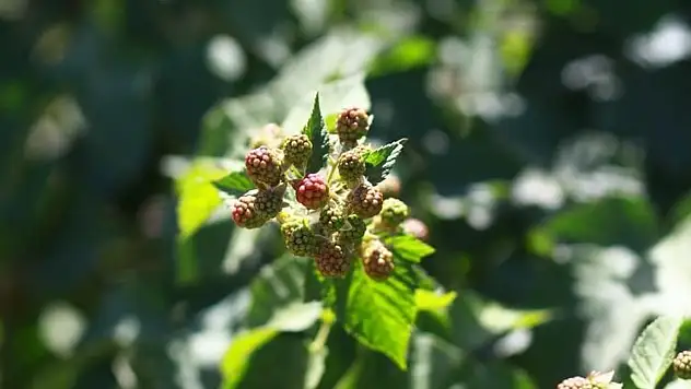 Siirt'te böğürtlen üretimi için hibe başvuruları başladı