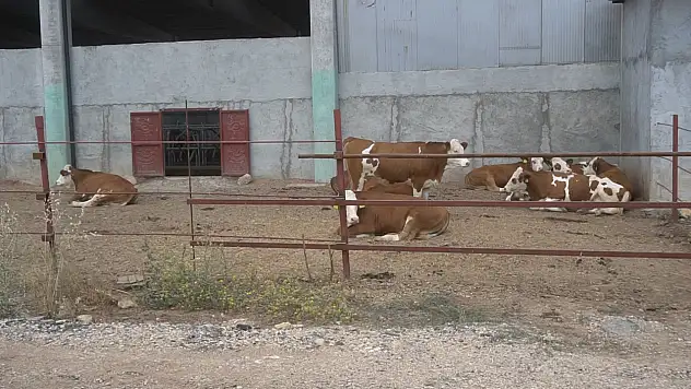 Siirt'te Buzağı ve Kuzu Desteği İçin Başvurular Başlıyor