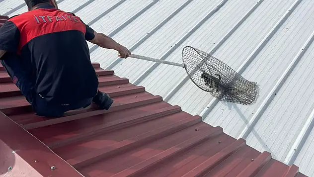 Siirt'te Çatıda Mahsur Kalan Yavru Kedi İtfaiye Tarafından Kurtarıldı