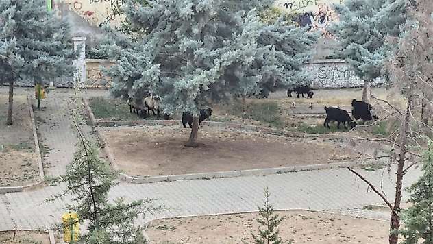 Siirt'te Çocukların Parkı Bakımsızlığa Teslim Oldu, Keçiler Otlamaya Başladı