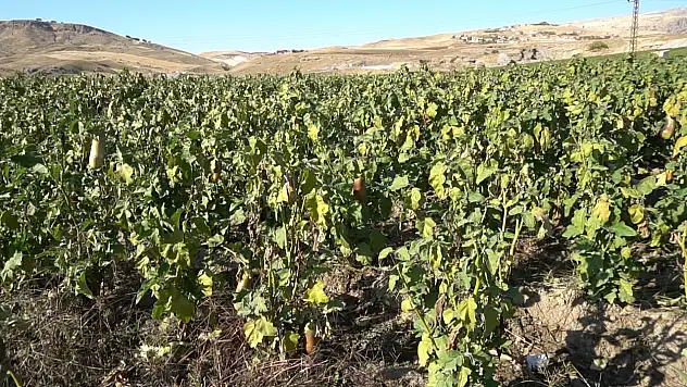 Siirt'te de Kadınlara Yönelik Bostan Projesi Neden Olmasın?