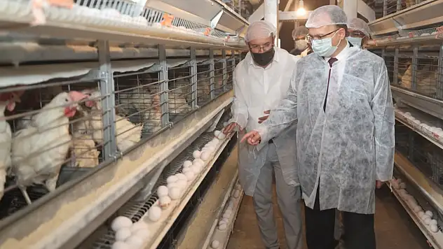 Siirt'te Dev Üretim: Kurtalan'da Günlük Binlerce Koli Yumurta Üretiliyor