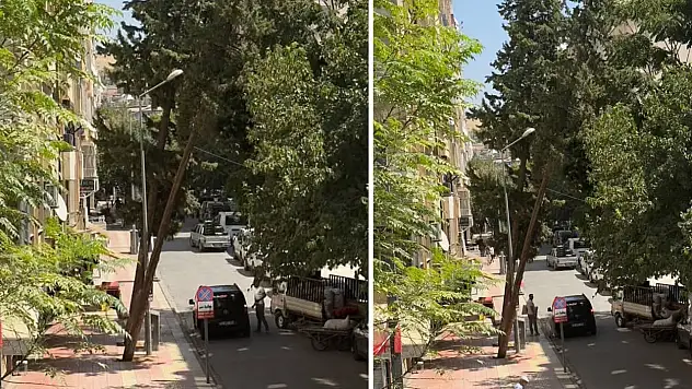 Siirt'te Devrilme Tehlikesi Olan Çam Ağacı Endişelendiriyor