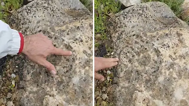 Siirt'te Dinozolarla Aynı Çağda Yaşamış Fosil Görüldü