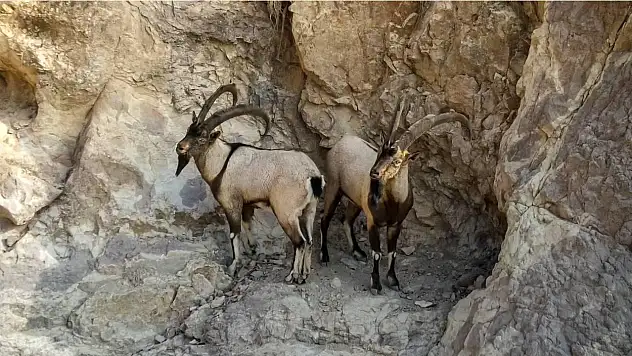 Siirt'te Doğa Koruma'dan Tepki Çeken İhale: Yaban Keçileri Av Turizmi İçin Satışa Çıkarılıyor