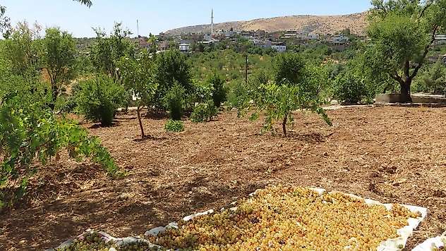 Siirt'te Eylül Ayıyla Birlikte Kuru Üzüm Mesaisi Başladı