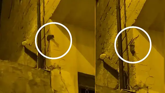 Siirt'te Fare Alarmı: Algül Mahallesi Sakinleri İlaçlama Talep Ediyor