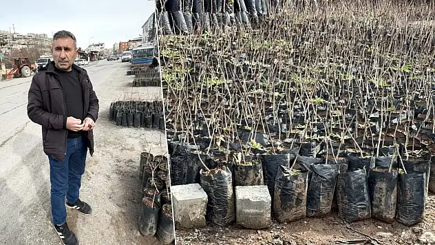 Siirt'te fıstık fidanı ne kadara satılıyor? Fıstık fidanı alacaklar dikkat, işte fiyatlar...