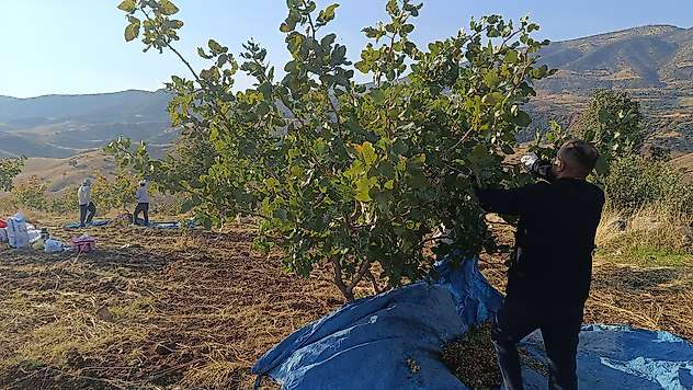 Siirt'te Fıstık Hasadı Sürüyor: Üreticiler Günün İlk Işıklarıyla Tarlada