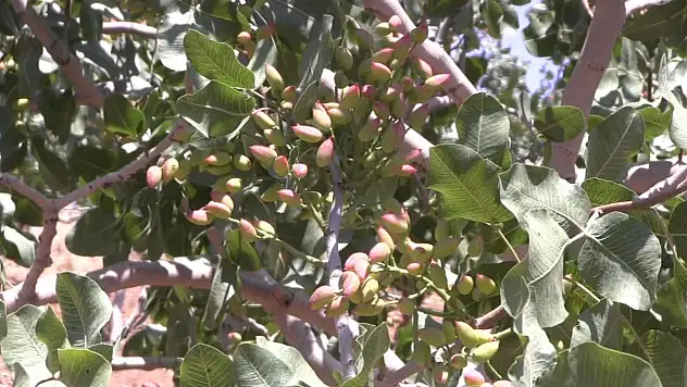 Siirt'te Fıstık Üreticilerine Psillid ve Dipkurdu Uyarısı