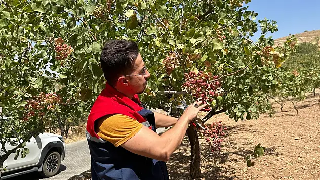 Siirt'te Fıstıkta Yüksek Verim Beklentisi