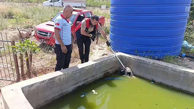 Siirt'te Havuzda Mahsur Kalan Köpek Kurtarıldı