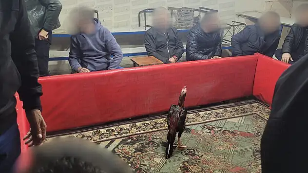 Siirt'te Horoz Dövüşü Operasyonu: 60'tan Fazla Kişi Suç Üstü Yakalandı
