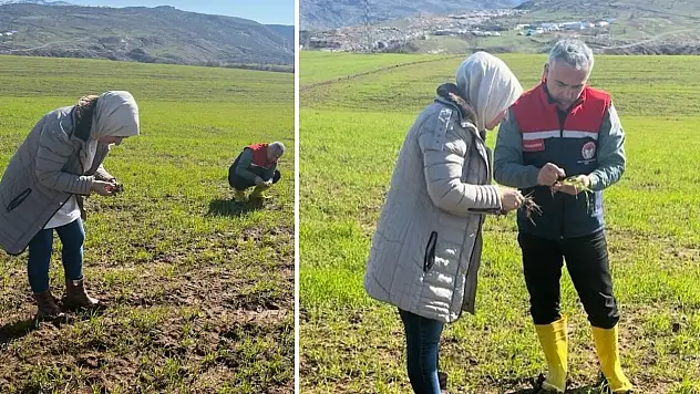 Siirt'te Hububat ve Baklagil Tarlalarında Zararlı ve Hastalık Denetimi Yapıldı