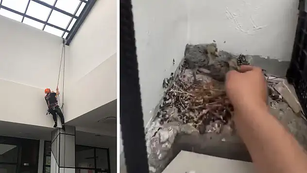 Siirt'te İHH Arama Kurtarma Ekibi Yeni Kütüphanede Mahsur Kalan Yavru Kuşları Kurtardı