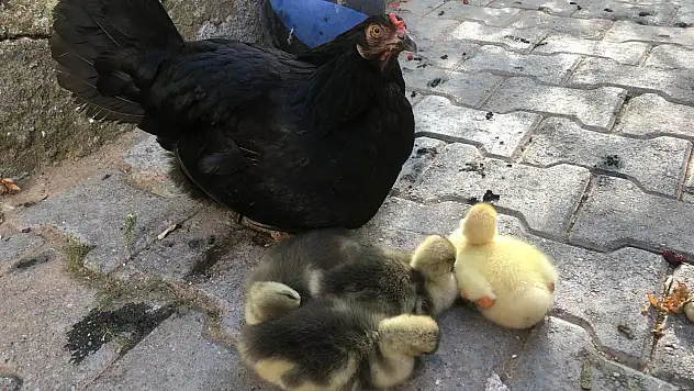 Siirt'te İlginç Görüntü!  Tavuk, Ördek Yavrularına Annelik Yapıyor
