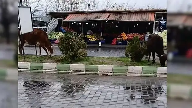 Siirt'te İnanç Turizminin Merkezinde Başıboş İnekler Tepki Çekti