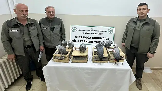 Siirt'te Kaçak Gri Afrika Papağanı Operasyonu: 8 Papağan Ele Geçirildi