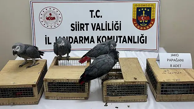 Siirt'te Kaçak Yaban Hayvanı Operasyonu: 8 Jako Papağan Ele Geçirildi