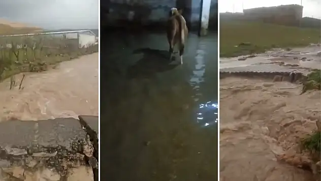 Siirt'te Kanal Taşması 2 Bin 500 Baş Kapasiteli Çiftliği Vurdu: Ağıl ve Süt Tesisi Su Altında Kaldı