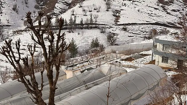 Siirt'te kar yağışında zarar gören seralarda hasar tespit çalışması yapıldı