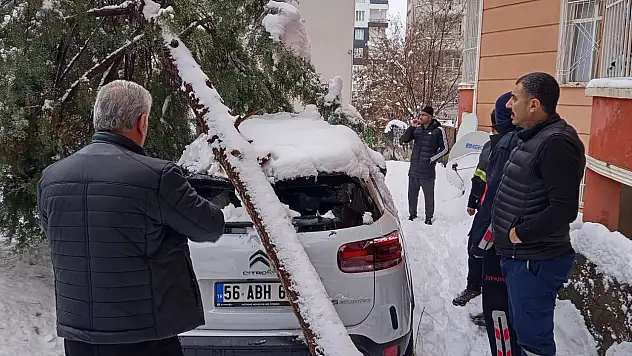 Siirt'te karın ağırlığına dayanamayan çam ağacı park halindeki aracın üzerine devrildi