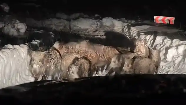 Siirt'te karla mücadele çalışmaları sırasında domuz sürüsü görüntülendi