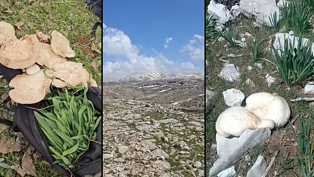 Siirt'te karların erimesiyle vatandaşlar yüksek kesimlerde mantar ve soryaz toplamaya başladı