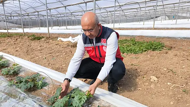Siirt'te karpuz üretimine başlandı! Türkiye'nin erkenci karpuzları Kurtalan'dan çıkacak