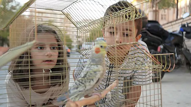 Siirt'te Kaybolan Sultan Papağanı 'Zeytin' Bulundu