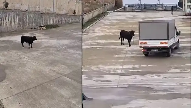 Siirt'te kesimden kaçan angus 4 iğneyle durduruldu