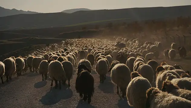 Siirt'te Kırsalda Bereket Küçükbaşa Destek Projesi Sonuçları Açıklandı