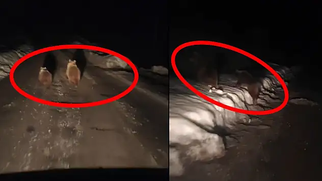 Siirt'te kış uykusuna yatmayan ayılar köy yoluna indi