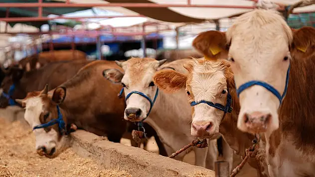 Siirt'te Kurban Bayramı İçin Satış ve Kesim Noktaları Belirlendi
