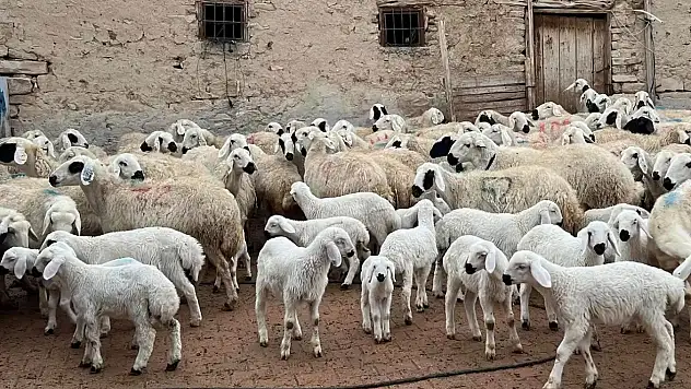 Siirt'te kuzu ve oğlak desteklemesinden yararlanmak isteyenlere kritik uyarı