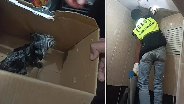 Siirt'te Lavabo Borusuna Sıkışan Yavru Kedi Kurtarıldı
