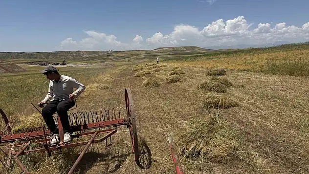 Siirt'te Mercimek Hasadı Başladı: Garzan Ovası'nda Verim Yüzleri Güldürüyor
