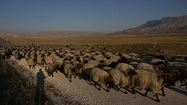 Siirt'te Modern Ağıl Ve Hayvancılık Yatırımlarına Yüzde 70 Hibe Desteği Verilecek