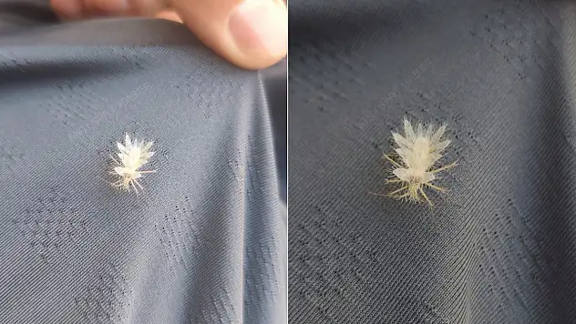 Siirt'te Nadir Görülen 'Dikenli Dantel Böceği' Görüntülendi