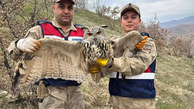 Siirt'te Nesli Tükenme Tehlikesindeki Kulaklı Baykuş Jandarma Tarafından Kurtarıldı