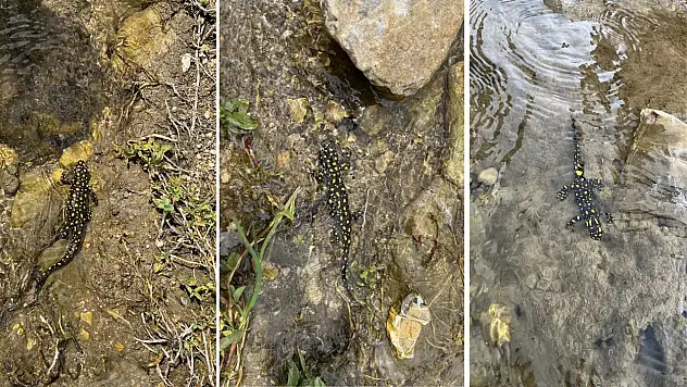 Siirt'te Nesli Tükenme Tehlikesi Altındaki Benekli Semender Görüntülendi