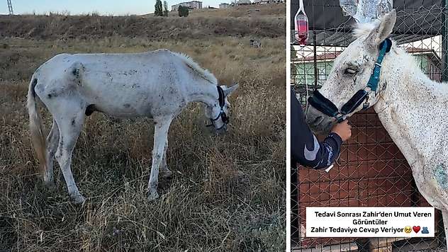 Siirt'te Ölüme Terk Edilen Zahir, Artı Siirt'in Paylaşımıyla Kurtarıldı