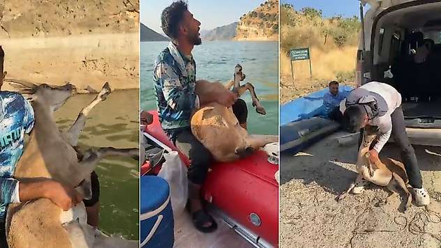 Siirt'te Örnek Davranış: Yaralı Dağ Keçisini Bulup Yetkililere Teslim Ettiler