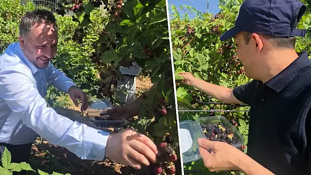 Siirt'te Özel Bireyler Böğürtlen Hasadı Yaptı