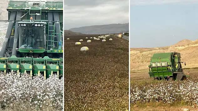 Siirt'te Pamuk Hasadı Tamamlandı: 530 dönüm tarlada 238,5 ton kütlü pamuk elde edildi