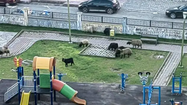 Siirt'te Parklar Çocuklara Değil, Keçilere Kaldı
