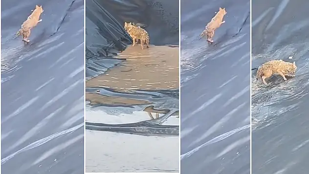 Siirt'te Petrol Sahasında Kurt Paniği: Su Havuzuna Düşen Kurt Zor Anlar Yaşadı