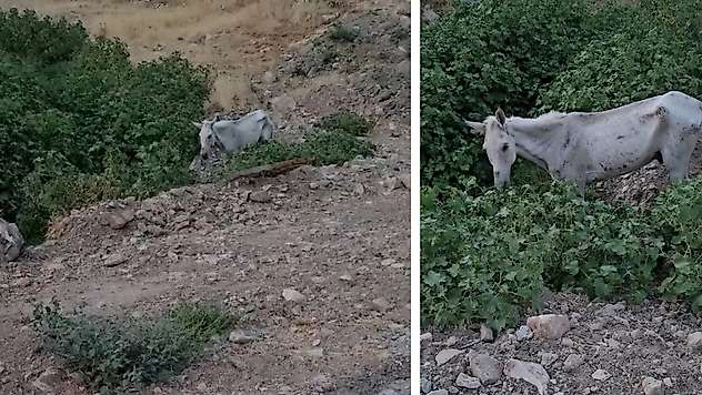 Siirt'te Sahipsiz Bırakılan At İçin Yetkililere Çağrı