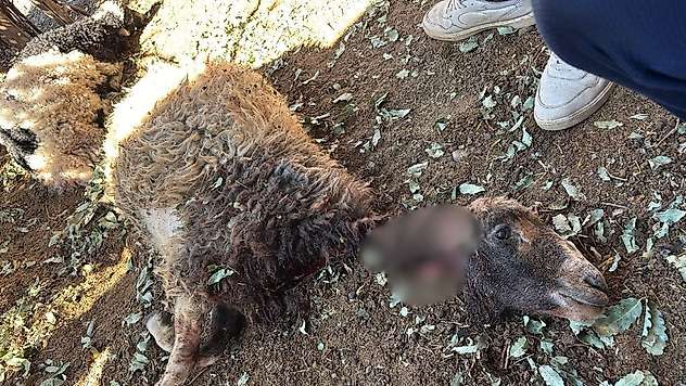 Siirt'te Sahipsiz Köpekler Ahıra Girdi: 3 Kuzu Telef Oldu