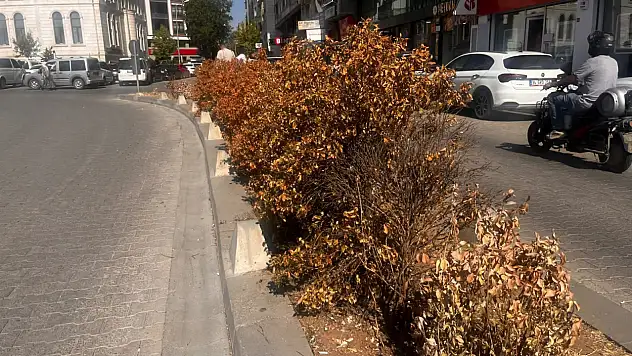 Siirt'te sıcaklar vurdu, bakımsızlık bitirdi: Orta refüjde kuruyan çalılar dikkat çekiyor